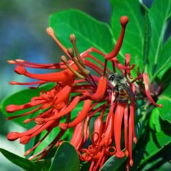 Embothrium coccineum